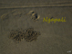 slides/Ngapali_title.jpg  Ngapali_title